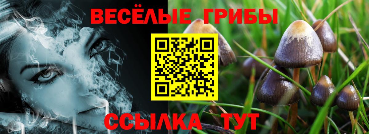 Псилоцибиновые грибы Psilocybe Чистополь